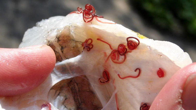 Alertă: Peștii din Prut au viermi care atacă organele oamenilor