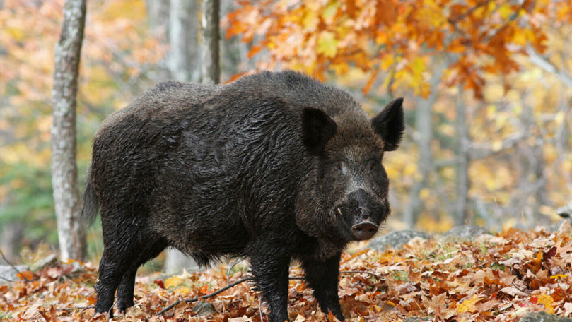 Momentul în care mai mulți porci-mistreți fug pe dealurile din Nisporeni