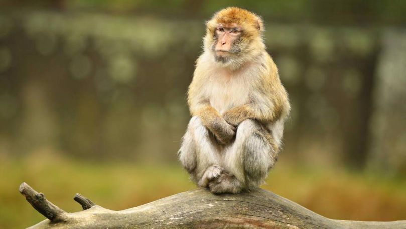 Cum au ajuns maimuțele din Panama să fure puii altor animale