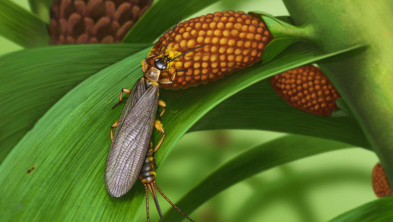 Insecte cu polen, vechi de 280 de milioane de ani, descoperite în Rusia