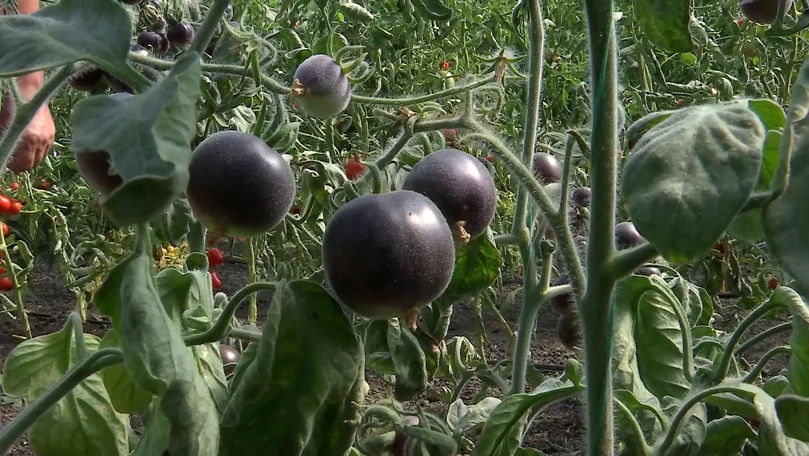 Roșia neagră, omologată în România. Tomatele, superioare roșiei clasice