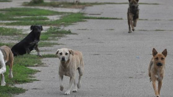 Chișinău: Buget mai mic pentru problemele animalelor fără adăpost