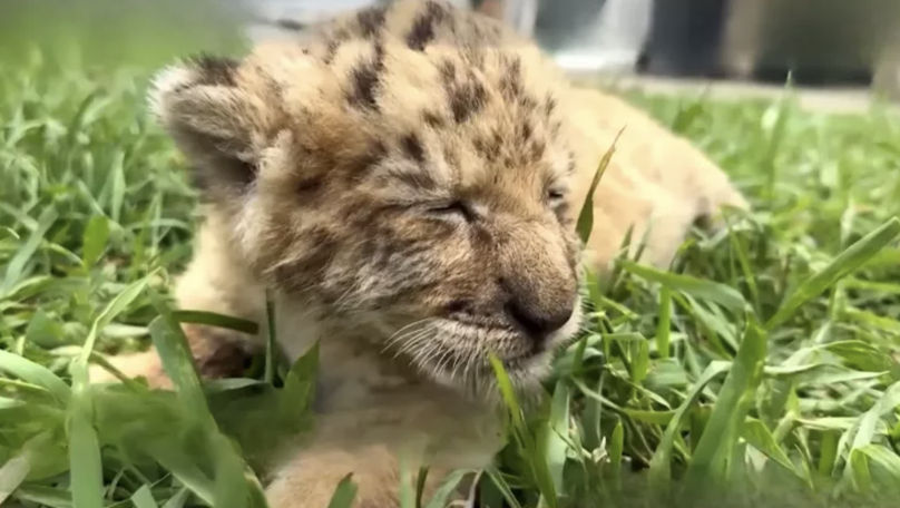 Zi istorică la o grădină zoologică din România: A venit pe lume un ligru