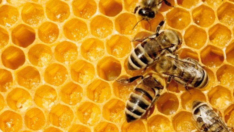Albinele, în pericol. Substanţele pentru stropirea livezilor, toxice