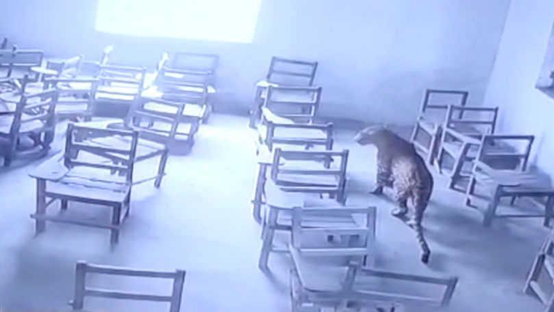 Un leopard, filmat cum intră într-o sală de clasă: Un elev, atacat