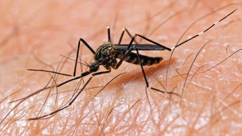 Virusul West Nile a ajuns în Moldova. Unde a fost depistat primul caz