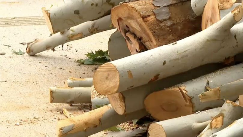 Tăierea sau curățarea copacilor? Dilemă ecologică pe strada 31 august