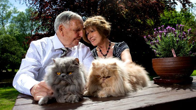 Un bărbat a divorțat de soția sa pentru că avea șapte pisici