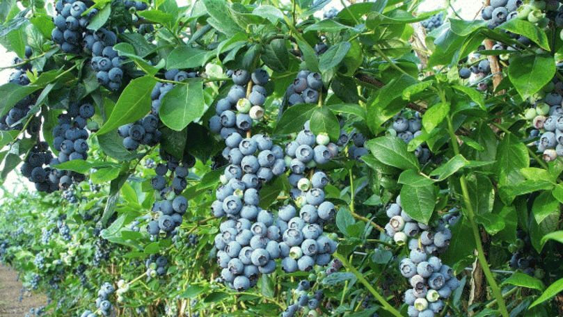Din cauza ploilor, culesul afinelor a început târziu: Ce spun fermierii