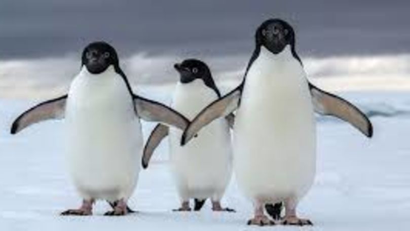 Pinguinii de la un acvariu din Irlanda au format perechi gay