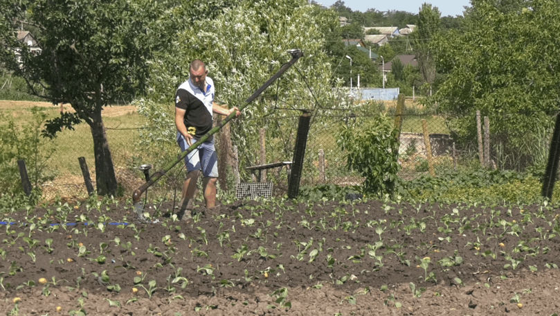 Cea mai căutată varză pentru sarmale, sădită în aceste zile la Ermoclia