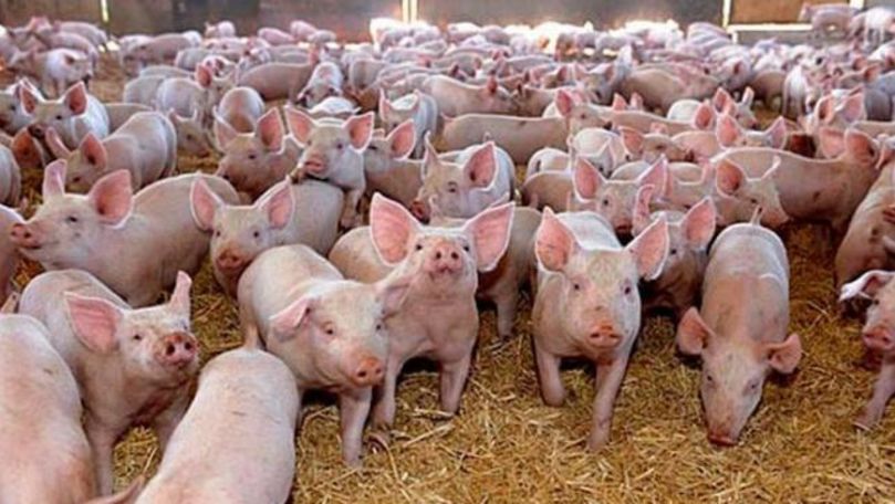 Fermele de porci din țară, în carantină