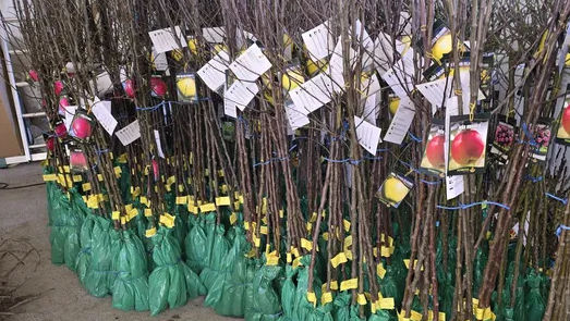 Gospodarii se ocupă de grădinile lor: Pomii fructiferi, cei mai căutați