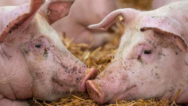 Un focar de pestă porcină, depistat într-un sat din raionul Ialoveni
