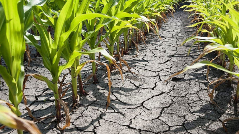 Consiliul Raional Ștefan Vodă solicită stare de urgență în agricultură