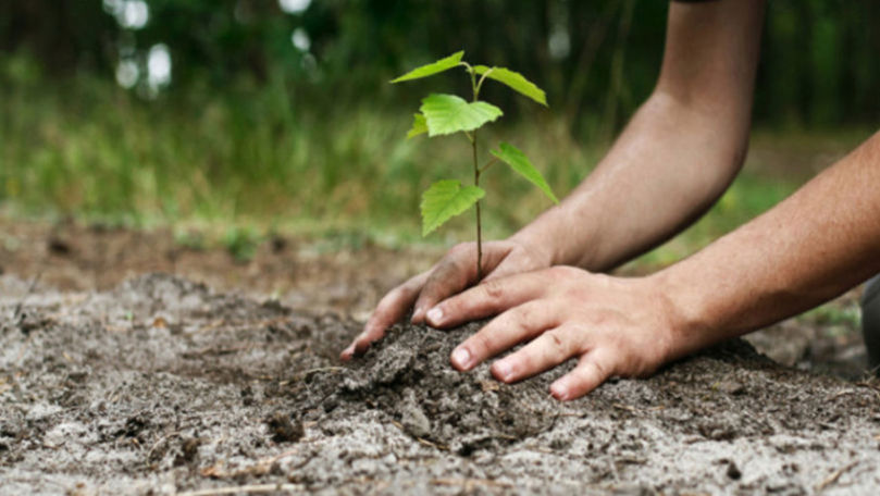 Satul din Moldova ce și-a plantat propria pădure cu zece saci de ghindă