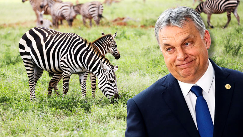 Viktor Orban vrea să adopte o zebră: Vă rog să mă ajutați