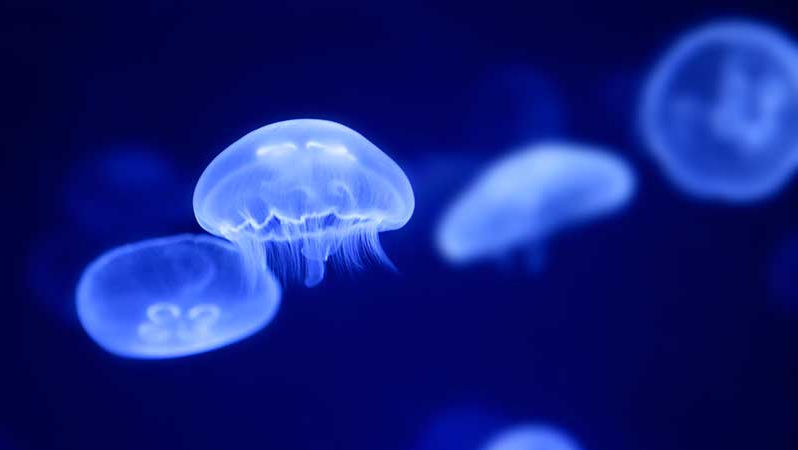 Cât de periculoase sunt meduzele pe care le atingem în Marea Neagră
