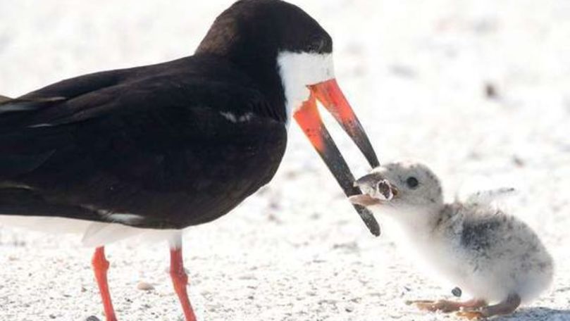 Moment bizar, surprins de un fotograf: Cu ce și-a hrănit puiul o pasăre