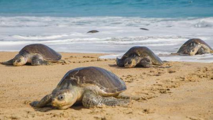 Broaște țestoase, găsite moarte sau rănite pe plajele din Israel