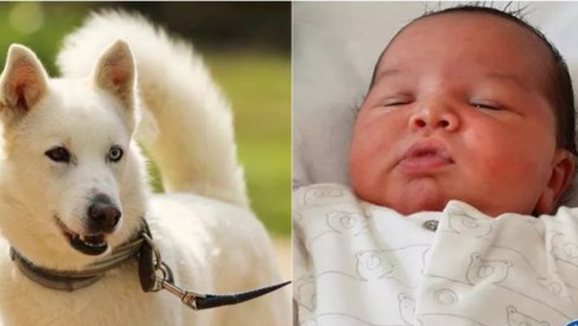 Viaţa unui bebeluş abandonat într-un tufiş, salvată de un Husky