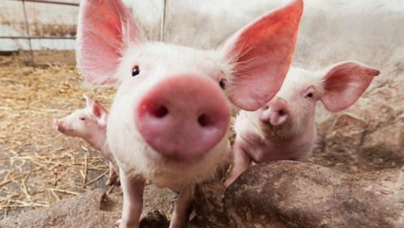 Poliția de frontieră, implicată în prevenirea răspândirii pestei porcine