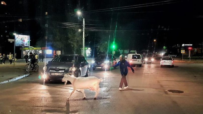 O capră a fost surprinsă cum trece strada în Capitală