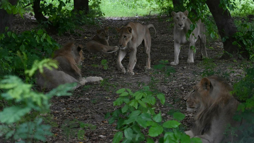 Un leu domesticit a atacat o femeie şi doi copii în Pakistan