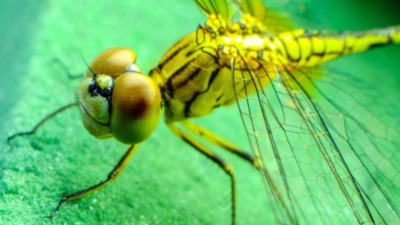 De ce vor cercetătorii să creeze roboți cu creier de insectă