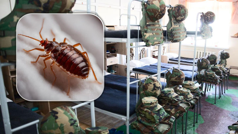 Condiții inumane: Invazie de ploșnițe la o unitate militară din Chișinău
