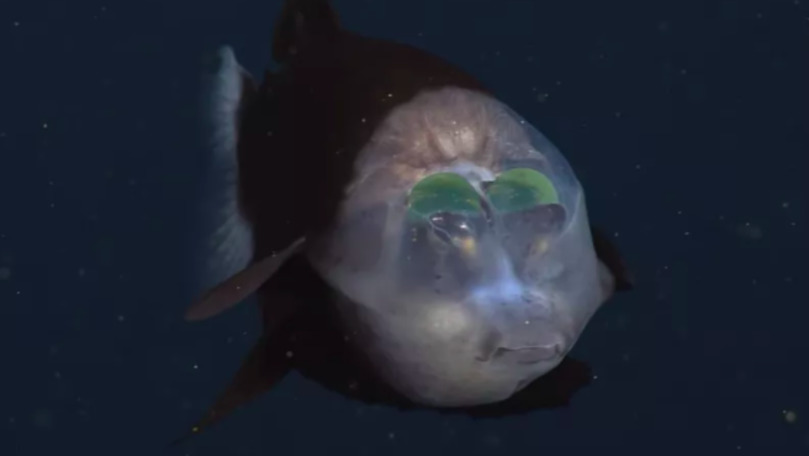Noi imagini cu peștele cu cap transparent din adâncurile oceanului
