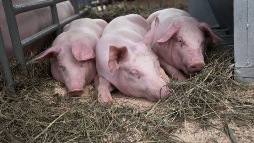 В Молдове зафиксирована новая вспышка африканской чумы свиней.