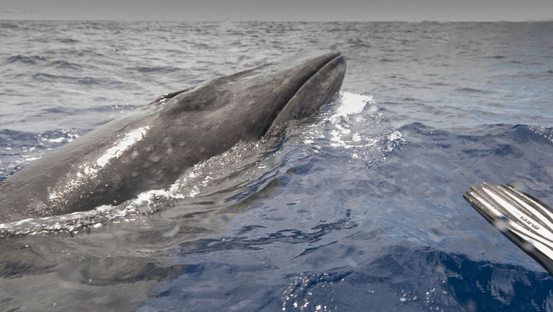 După un secol de dispariție, balenele gigantice sei au reapărut