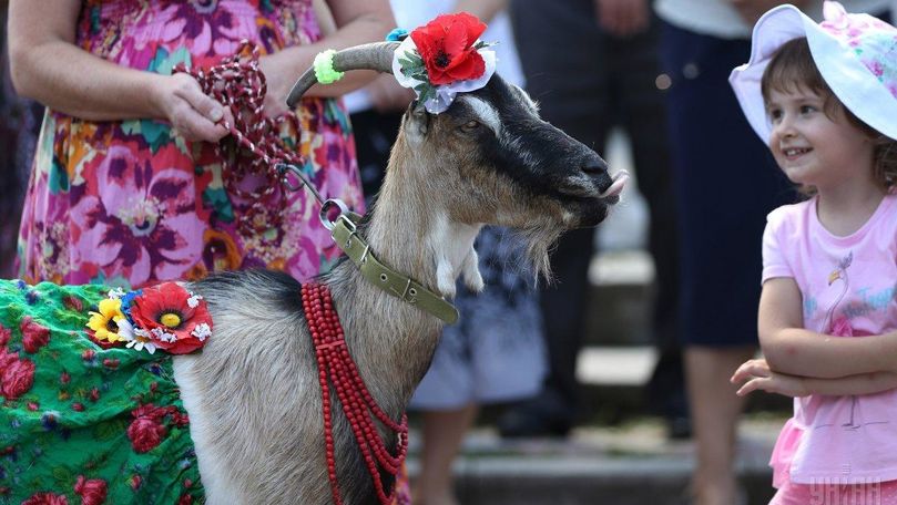 Un oraș ucrainesc desfășoară un concurs pentru cea mai frumoasă capră