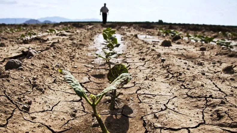Secetă severă la sudul țării: Ce recoltă așteaptă agricultorii