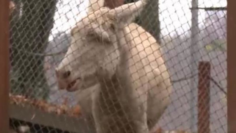 Un măgar alb cu ochi albaștri s-a născut la Reșița, România