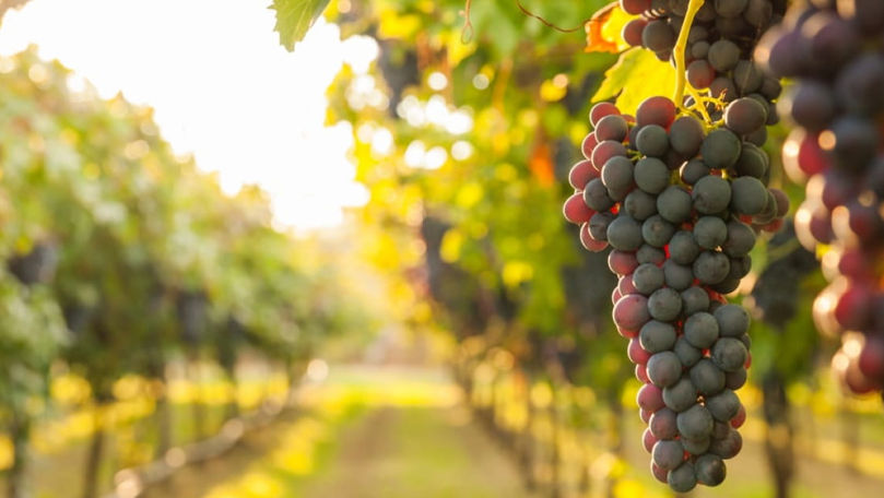 Во Франции вынуждены вырубить виноградники из-за падения спроса на красное вино.