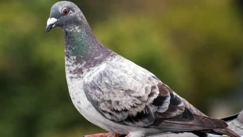 Germania: Viteza de zbor a unui porumbel a acționat o cameră de radar
