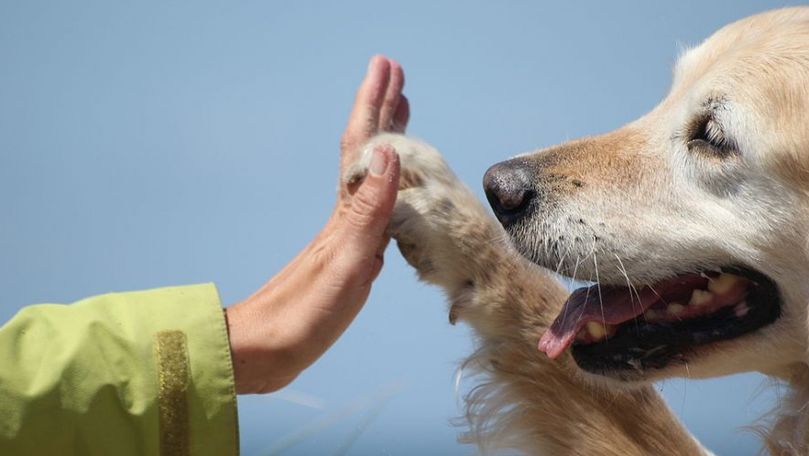 Дрессировщики: Из-за пандемии нам нечем кормить цирковых зверей.