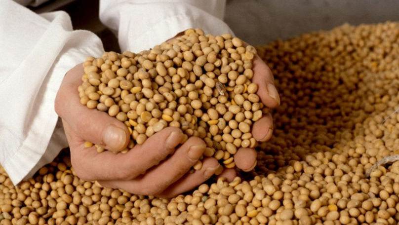 Mazărea din Moldova: Exportăm semințe, dar importăm pentru consum