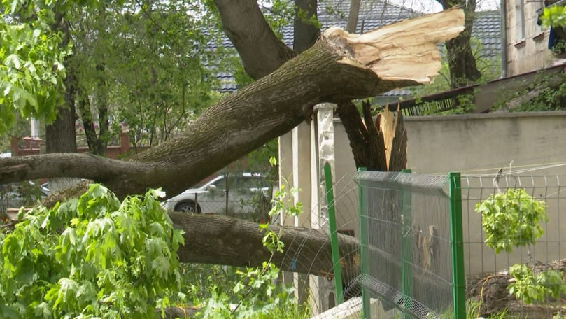 В Кишиневе могут пересмотреть план вырубки деревьев после гибели мужчины в парке.
