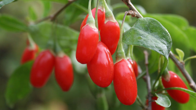 Povestea celui mai mare producător de fructe goji din Moldova