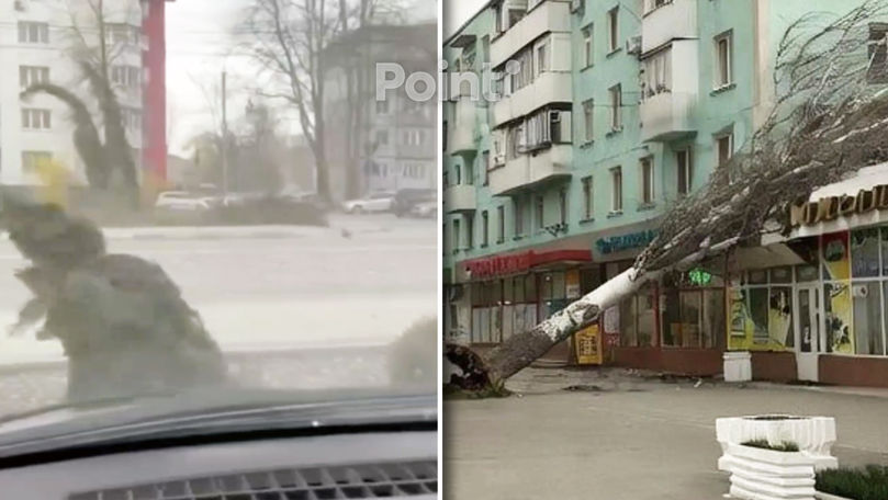 В Рыбнице дерево упало на здание из-за сильного ветра.