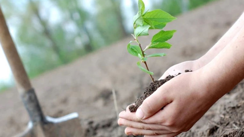 80.000 ha de teren agricol vor fi transformate în sisteme agroforestiere