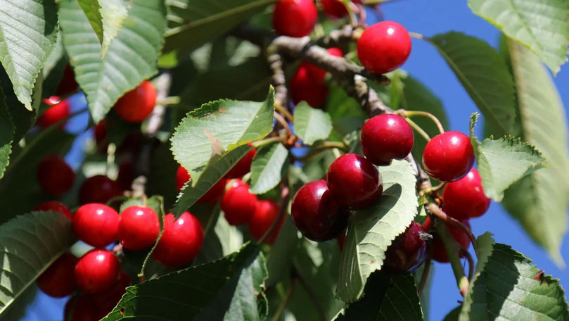 Daunele produse sectorului horticol, mai mici decât se preconiza