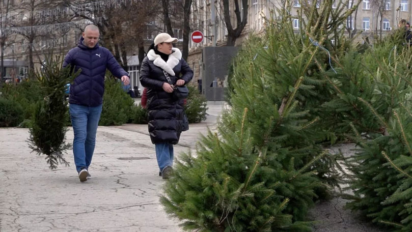 Mirosul de brazi vii a împânzit centrul orașului Bălți. Cât costă