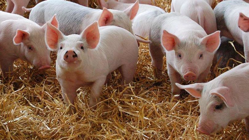 Dispariție misterioasă la Hâncești: 14 porci, dați în căutare