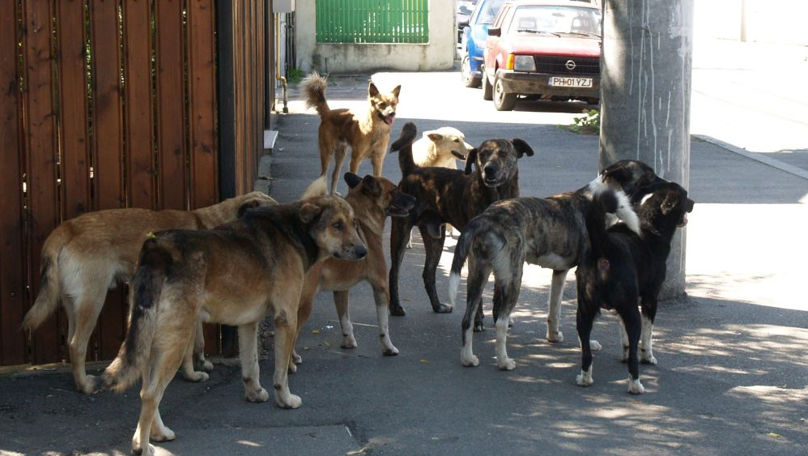 Zeci de câini fără stăpân au fost otrăviți în ultimele luni la Stăuceni