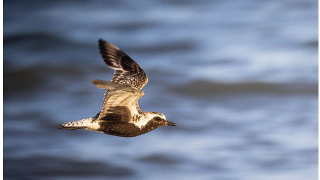 O nouă Listă Roşie a speciilor periclitate din fauna R. Moldova