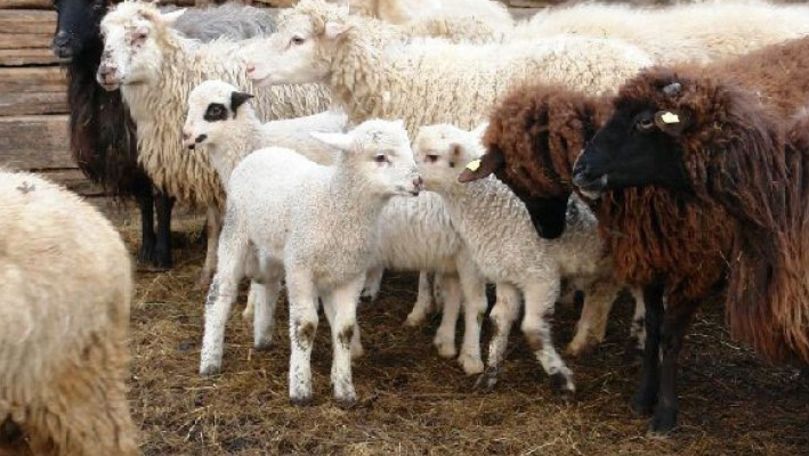 Fericire la stânele din ţară: A început perioada când se nasc mieii